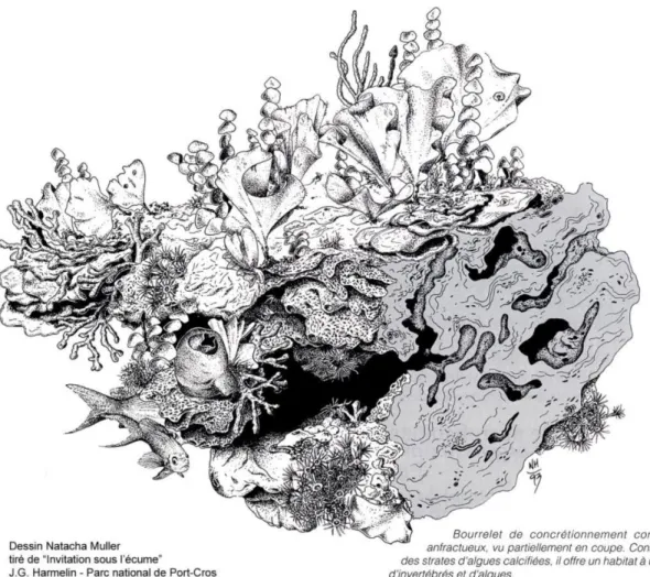 Figure  8  :  Dessin  d’un  bloc  de  coralligène  (d’après  Laubier,  1966)  représentant  un  bourrelet  de  concrétionnement  coralligène  anfractueux,  vu  partiellement  en  coupe