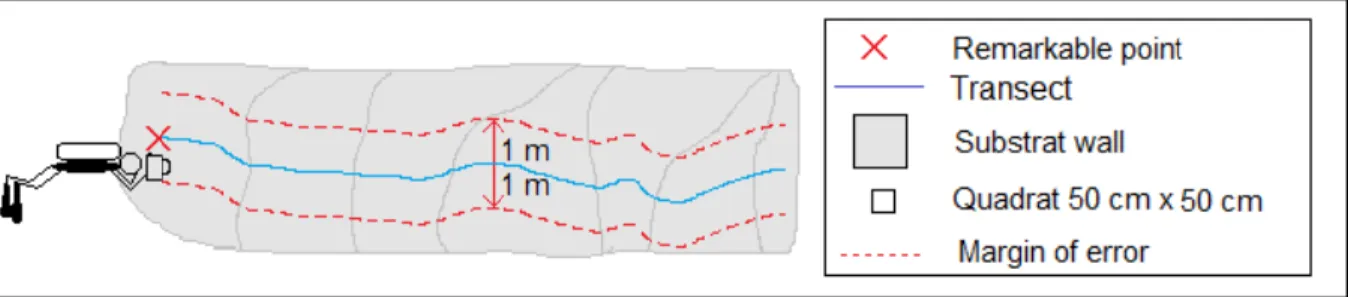 Figure 14 : marge d'erreur de trajectoire des plongeurs sur les transects linéaires 