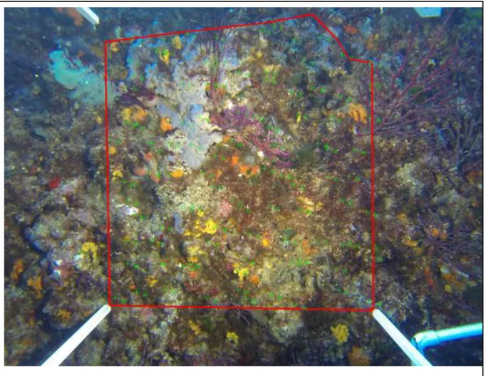 Figure 17 : Traitement d’une photo sur Photoquad : délimitation en rouge de la zone  à analyser avec les points répartis de manière “aléatoire stratifiée” et matérialisés  par des croix vertes