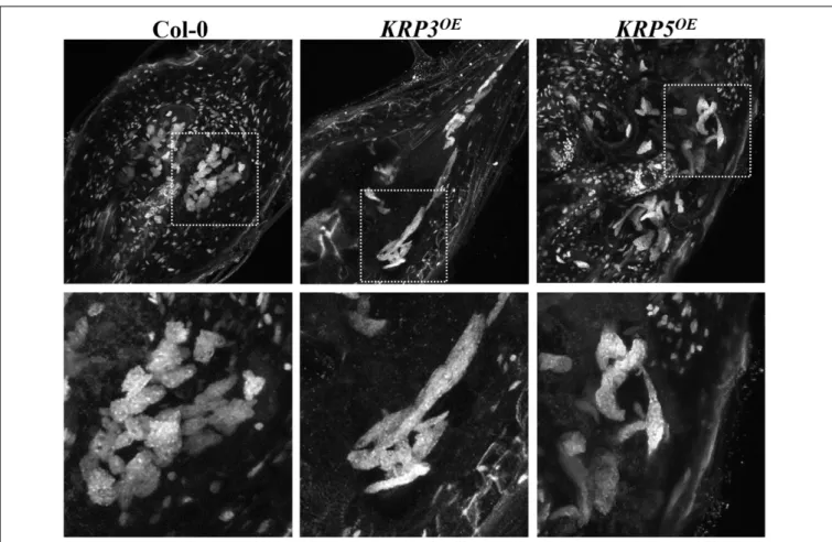 FIGURE 5 | Ectopic KRP3 and KRP5 expression cause major nuclear morphology changes in GC induced by the root-knot nematode M