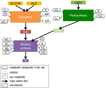 Fig 1. Central carbon metabolic network of a unicellular heterotrophic microalga decomposed into three sub-networks