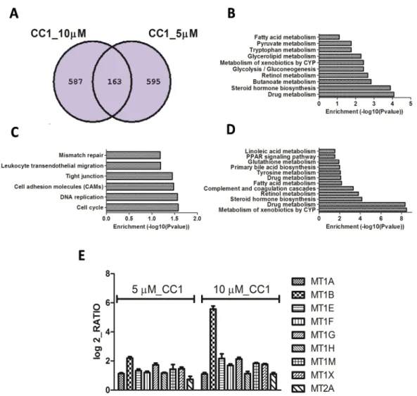 Figure 4. (A) Venn diagram for the down-regulated mRNAs in HepG2 cells treated with 5  and 10 μM crambescin C1 (CC1) for 24 h; (B) Pathways repressed by CC1 at both  concentrations tested, as determined by Kyoto Encyclopedia of Genes and Genomes  (KEGGS) p