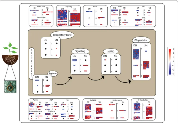 Fig. 3: Graphical representation of metabolic pathways including biological functions assigned to L DEG (FDR &lt; 0.05) in A