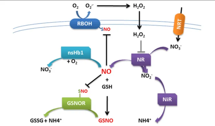 FIGURE 2 | Schematic model of cross-talk regulation between ROS and NO in plant cells