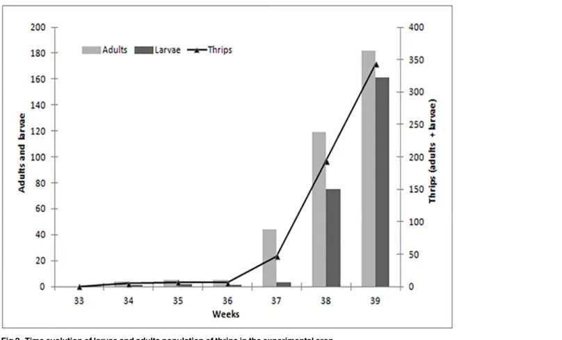 Fig 2. Time evolution of larvae and adults population of thrips in the experimental crop.