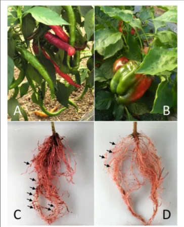 FIGURE 1 | The pepper/Meloidogyne incognita pathosystem used in this study. The susceptible and resistant pepper cultivars Doux Long des Landes (DLL) (A) and Yolo Wonder (YW) (B) and their respective root systems (C,D) 6 weeks after inoculation with the ne