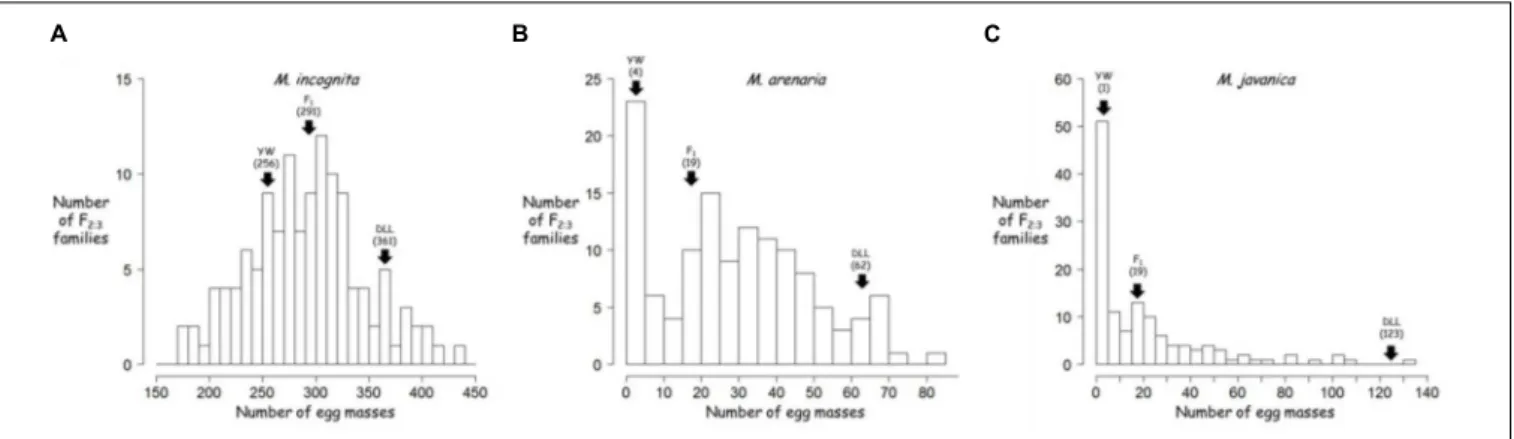 FIGURE 2 | Frequency distribution of the resistance to different root-knot nematode (RKN) species of the pepper F 2:3 families: (A) M