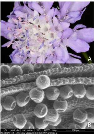 Figure 1. Flowers of Cephalaria transsylvanica (A) and scanning electron micrograph of the pollen (B).