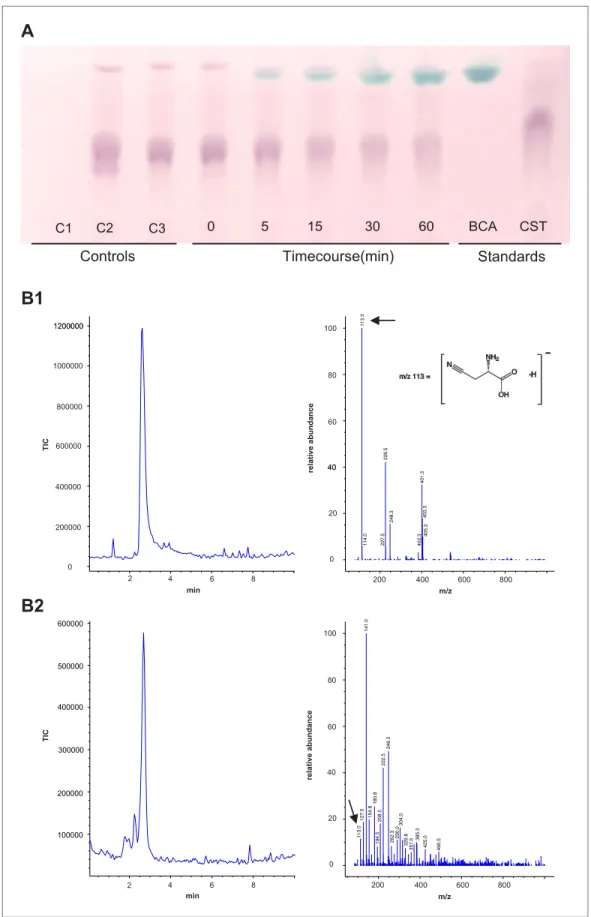 Figure 7. Panel A: Formation and accumulation of  β -cyanoalanine by recombinant Tu-CAS as visualized by   TLC analysis