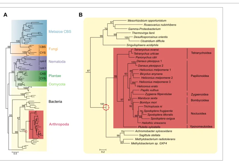 Figure 2. Panel A: Phylogenetic analysis of  β -substituted alanine synthases, showing arthropod sequences nested within bacterial cysteine synthases