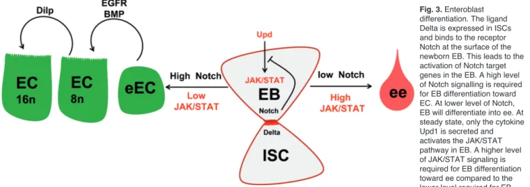 Fig. 3. Enteroblast differentiation. The ligand Delta is expressed in ISCs and binds to the receptor Notch at the surface of the newborn EB