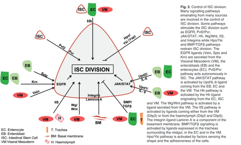 Fig. 2. Control of ISC division.