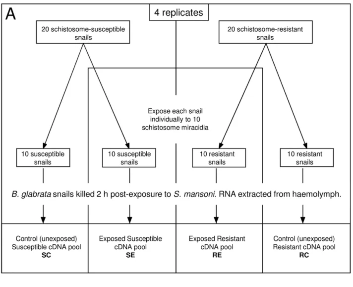 Figure 1. Experimental design for the simultaneous comparison of haemocyte gene expression in Biomphalaria glabrata strains upon exposure to Schistosoma mansoni 