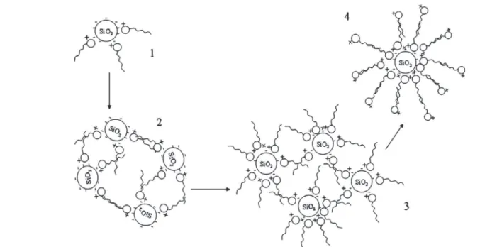 Fig. 7. Possible simpliﬁed scheme of CTAB on SiO 2 /water interface; counterions Br ÿ are omitted, and length scales of nanoparticles and CTAB chains are changed respectively for clarity.