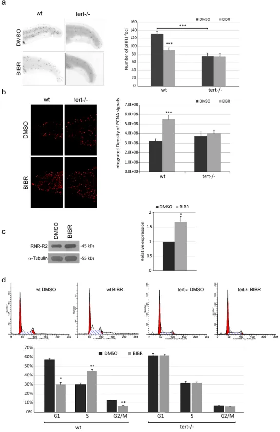 Figure 1. Anti-proliferative effect of short-term telomerase reverse transcriptase (Tert) inhibition by  BIBR1532 (BIBR) in zebrafish embryos