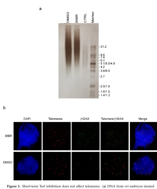 Figure 3. Short-term Tert inhibition does not affect telomeres. (a) DNA from wt embryos treated with  BIBR or DMSO for 36 h, from 12 to 48 hpf, was employed to visualize the range of telomere length  assessed by terminal restriction fragment (TRF) analyses