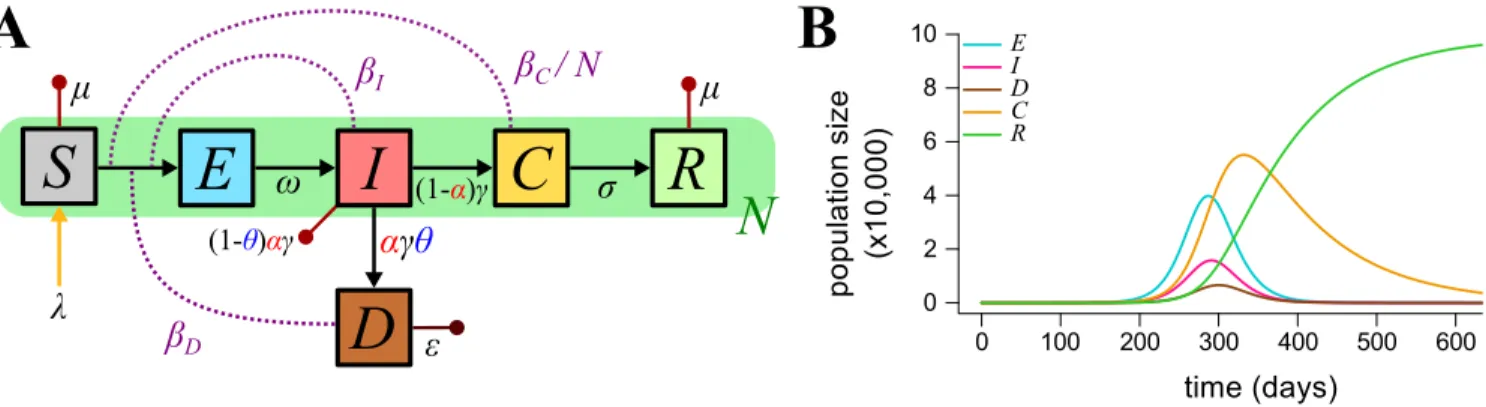 Figure 1: Epidemiology of Ebola Virus in humans. A) Epidemiological life cycle of Ebola Virus in humans and B) Population dynamics for default parameters