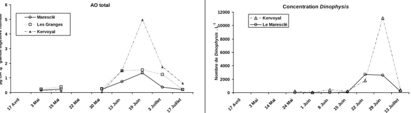 Figure  1.  Evolutions  comparées  des  concentrations  en  acide  okadaïque  total  et  des  concentrations  de  Dinophysis en mai-juin 2007 sur la station de Kervoyal et sur les stations du Maresclé et des Granges 