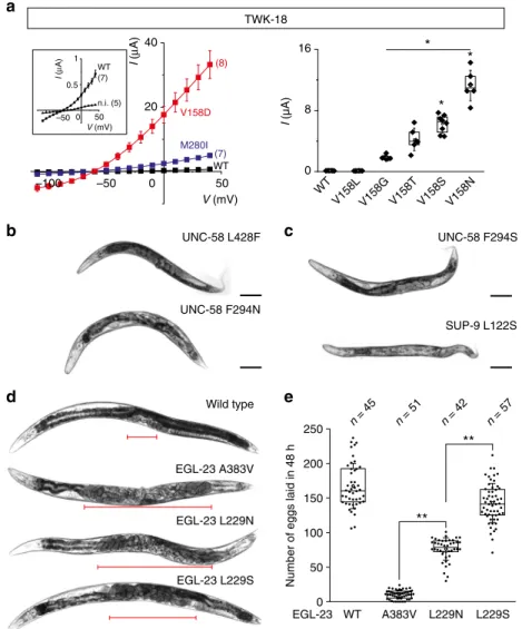 Fig. 6 Tuning K2P channel activity in vivo using CRISPR/Cas9 gene editing in C. elegans