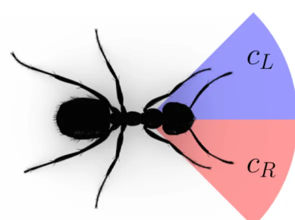 Figure 8: Pheromone distribution used to compute the turning angles.