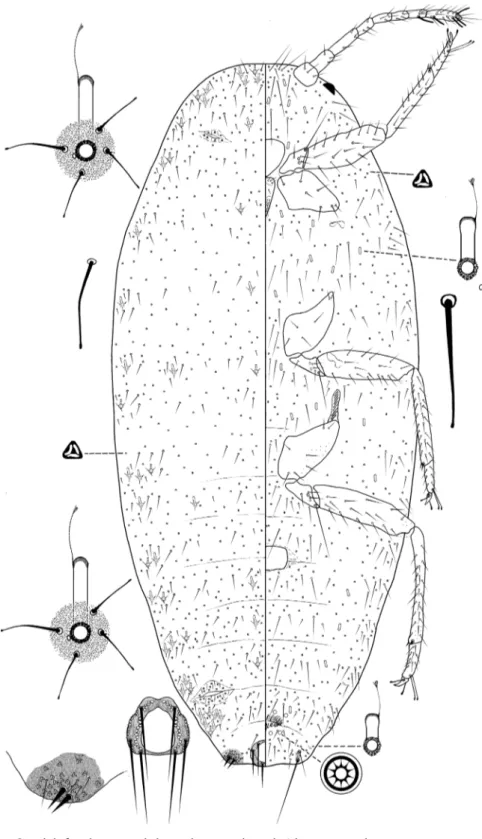 Figure 3. Adult female Ferrisia kaki Kaydan &amp; Pacheco da Silva, sp. n. Holotype.