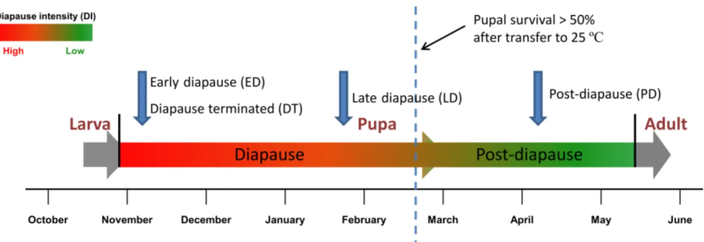Figure 1. Schema of sampling for digital gene expression analysis. Four DGE libraries, including early diapause pupae (ED), late diapause pupae(LD) and post-diapause  pupae (PD) and diapause pupae terminated by 20-Hydroxyecdysone (DT) were selected for dig