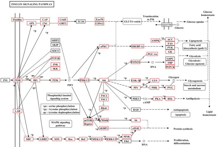 Figure 2 . Metabolic pathway of insulin signalling pathway for unigenes by KEGG annotation