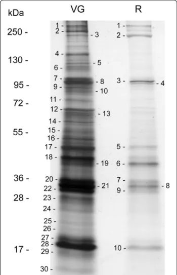 Figure 1 Comparison of venom gland and reservoir protein profiles, and proteomic analysis