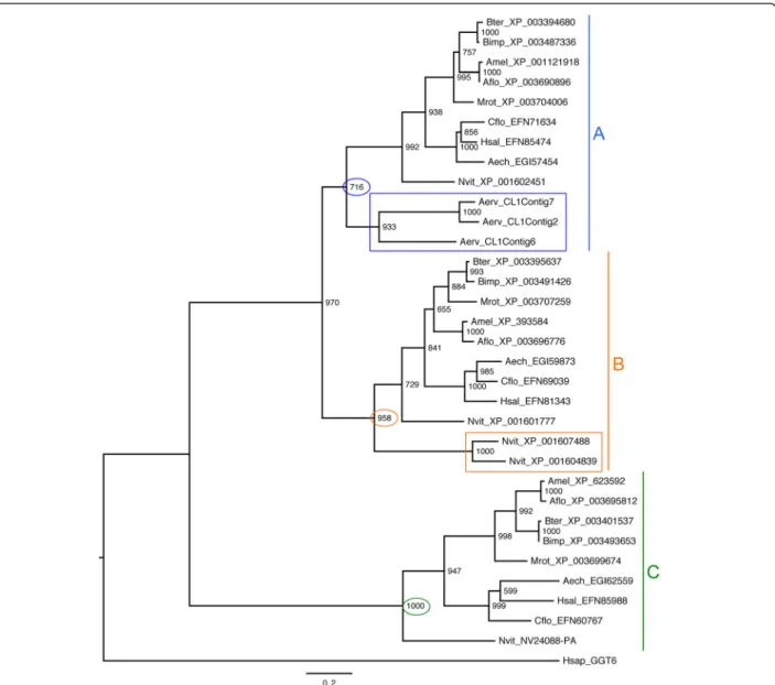 Figure 4 Maximum-likelihood phylogenetic tree of hymenopteran γ -GT sequences. The blue, orange, and green vertical lines correspond to the three major clades (A, B and C) obtained for hymenopteran γ -GT sequences