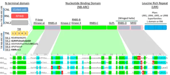 Figure 1.  Schematic representation of the four subfamilies of NLRs in conifers. The detailed motifs of the  NB-ARC domain are split into conserved motifs through NLR subfamilies (green) and discriminative motifs  (grey)