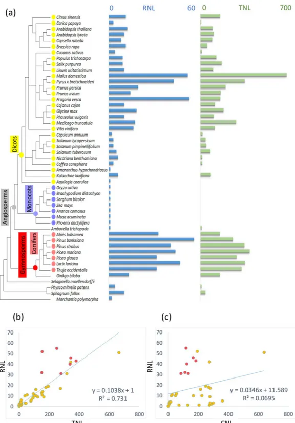 Figure 2.  Distribution of the RNL and TNL genes in 49 land plants. (a) RNL- and TNL-related sequence  numbers are mapped to the species tree created from the NCBI Common Taxonomy Tree (https://www.ncbi.