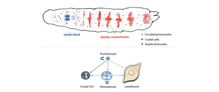 FIGURE 1  |  Schematic hematopoiesis in a Drosophila melanogaster larva. Hemocytes, mainly plasmatocytes and crystal cells, are circulating in the larval  hemolymph