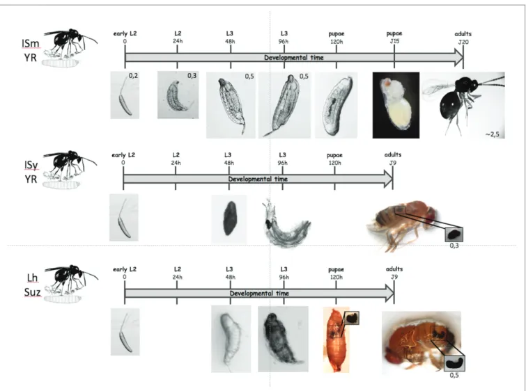 FIGURE 2  |  Different possible outcomes for parasitoids. On the top: when a D. melanogaster L2 larva is parasitized by the virulent L