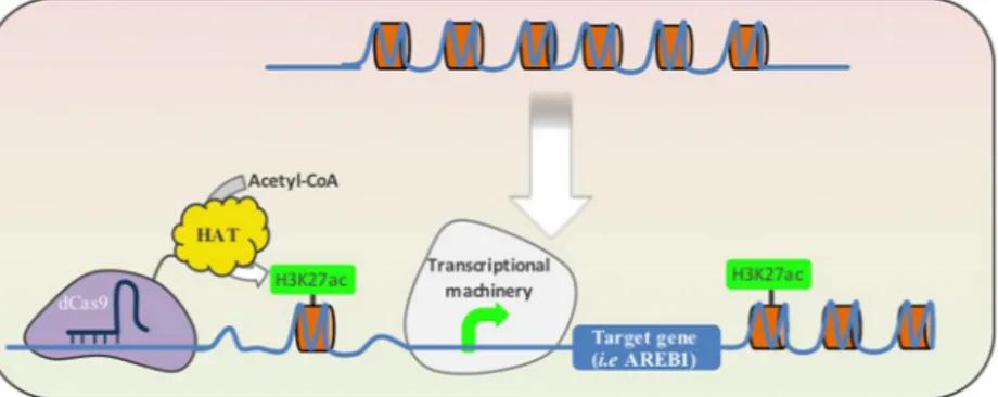 Figure 5.  Schematic illustration of a model for dCas9 HAT  function in transcriptional activation of a target gene
