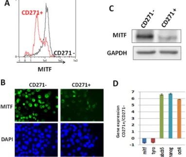 Figure 3: CD271 is enriched in the low-MITF population.  A) WM9 cells were sorted for CD271 expression (CD271- in black,  CD271+ in red), then cells were fixed and stained for MITF expression