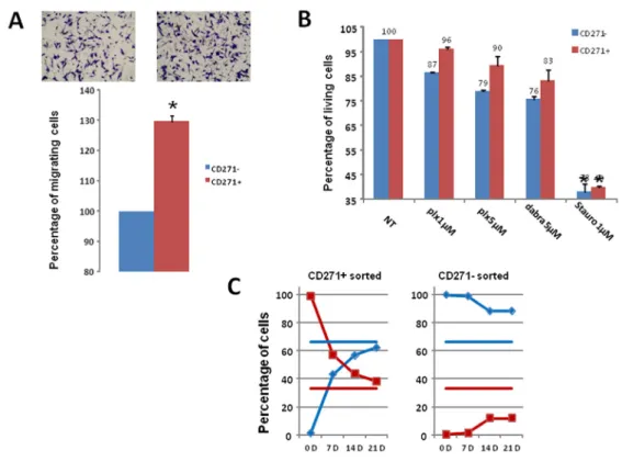 Figure 4: Analysis of CD271+ cells properties and plasticity A) CD271+/- cells were sorted then seeded in Boyden  chamber for migration assay