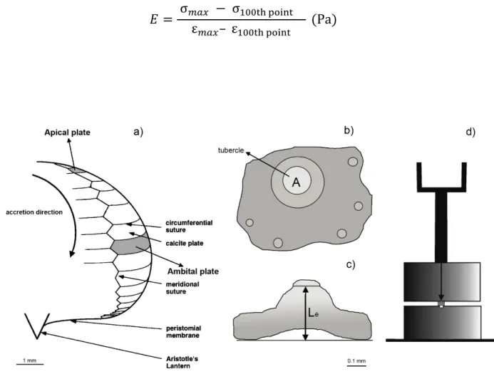 Figure  1:  Schematic  representation  of  a)  interambulacral  plates,  apical  and  ambital,  and  suture  geometry  with 