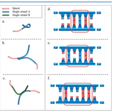 Figure 2d shows a prohibited sequence of three adjacent complementary bases. Figure 2e,f shows examples of prohibited MM where one or two voids of noncomplementary bases are present within a hybridized local sequence