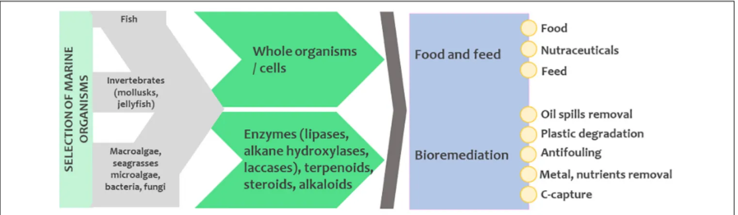 FIGURE 5 | The potential for using marine organisms in food and feed industries and for bioremediation processes.