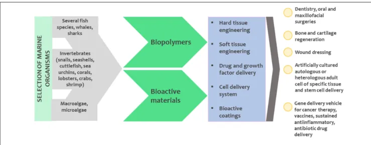 FIGURE 6 | The potential for using marine organisms to produce biomaterials for medical use.
