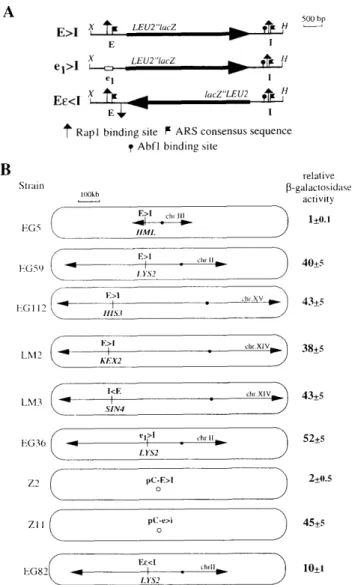 Figure 1. The chromosomal context influences the expression  of a LEU2&#34;lacZ reporter flanked by HML-E and HML-l