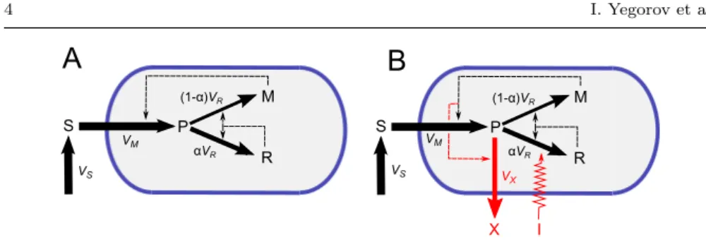 Fig. 1 Self-replicator models of bacterial growth and metabolite production. A: Origi- Origi-nal self-replicator model from Giordano et al