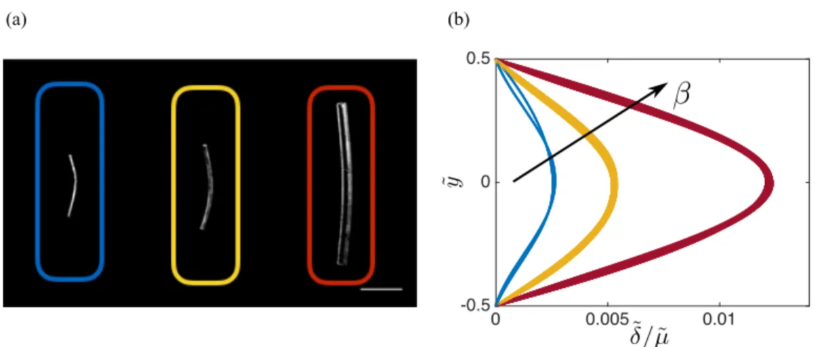 FIG. 9. Role of confinement. (a) Pictures of deformed fiber for confinements of 0 . 6 ± 0 