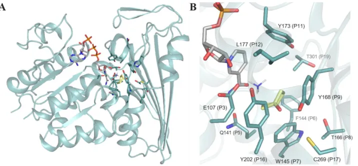 Figure 7. Structure of CfusAmDH (PDB: 6IAU) A) Structure of CfusAmDH in ribbon format B) Active site of CfusAmDH  with  a  focus  on  the  P1-P20  positions  (blue),  shown  in  cylinder  format,  defining  the  cavity  with  NADPH  (grey),  cyclohexanone 