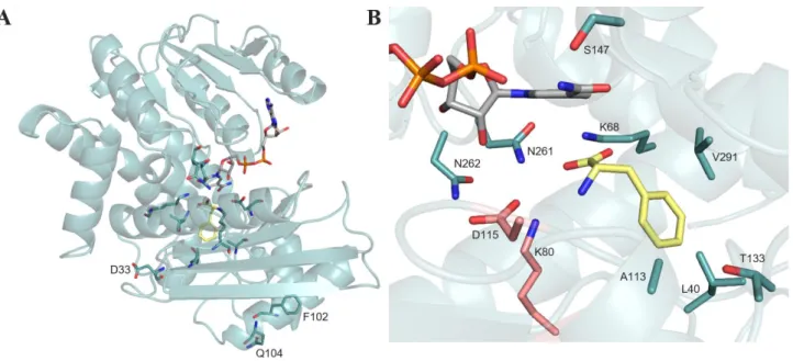 Figure 2. Structure of LeuDH from Bacillus stearothermophilus (model using 1C1D of PheDH from Rhodococcus sp