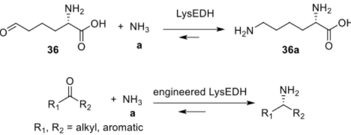 Figure 4. Model of the ε-deaminating  L- lysine dehydrogenase from Geobacillus stearothermophilus (model using 1E5Q of  saccharopine  dehydrogenase  from  Magnaporthe  oryzae)