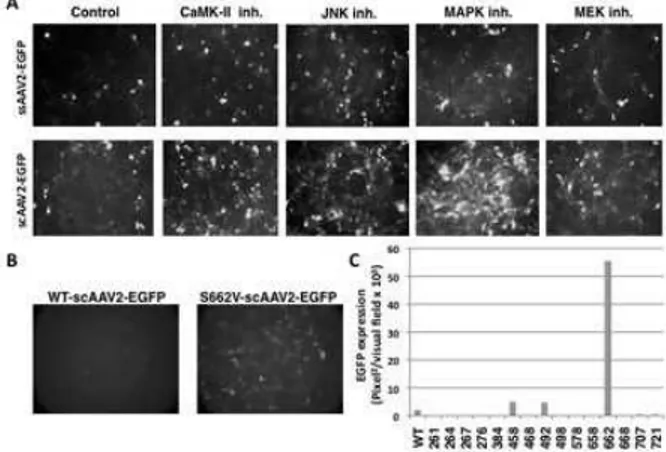 Fig.  1. A.  Effect  of  various  cellular  serine/threonine  kinase  inhibitors on the transduction ef  ciency of ssAAV and scAAV vectors