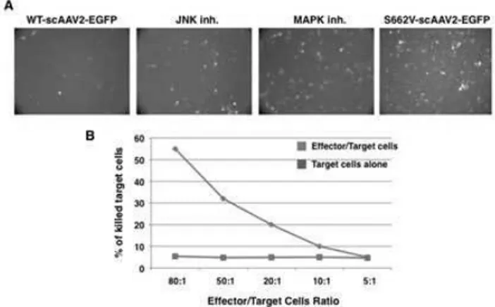 Fig. 1. (A). Transduction ef  ciency of scAAV2 vectors in primary  human moDCs following pre-treatment of cells with JNK and MAPK  inhibitors,  or  following  site-directed  mutagenesis  of  the   surface-exposed serine (S) to valine (V) at position 662 (