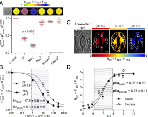 Fig. 1. ClopHensor is sensitive to NO 3 − , Cl − , and pH. (A and B) In vitro ratio imaging of Sepharose beads decorated with ClopHensor in the presence of 30 mM Cl − , NO 3 − , PO 4 3− , malate 2− , and citrate 3− 