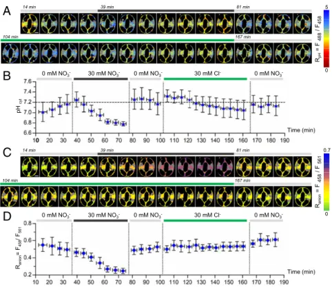 Fig. 2. ClopHensor reveals the dynamics of cytosolic pH, NO 3 − , and Cl − in Arabidopsis stomata